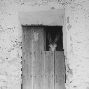 photo sur papier  argentique ESPAGNE 1960 format 30x30cm