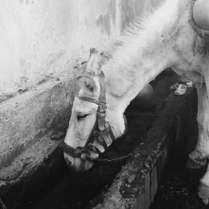 photo sur papier  argentique ESPAGNE 1960 format 30x30cm