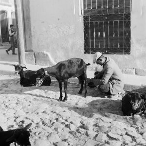 photo sur papier  argentique ESPAGNE ANE 1960 format 30x30cm