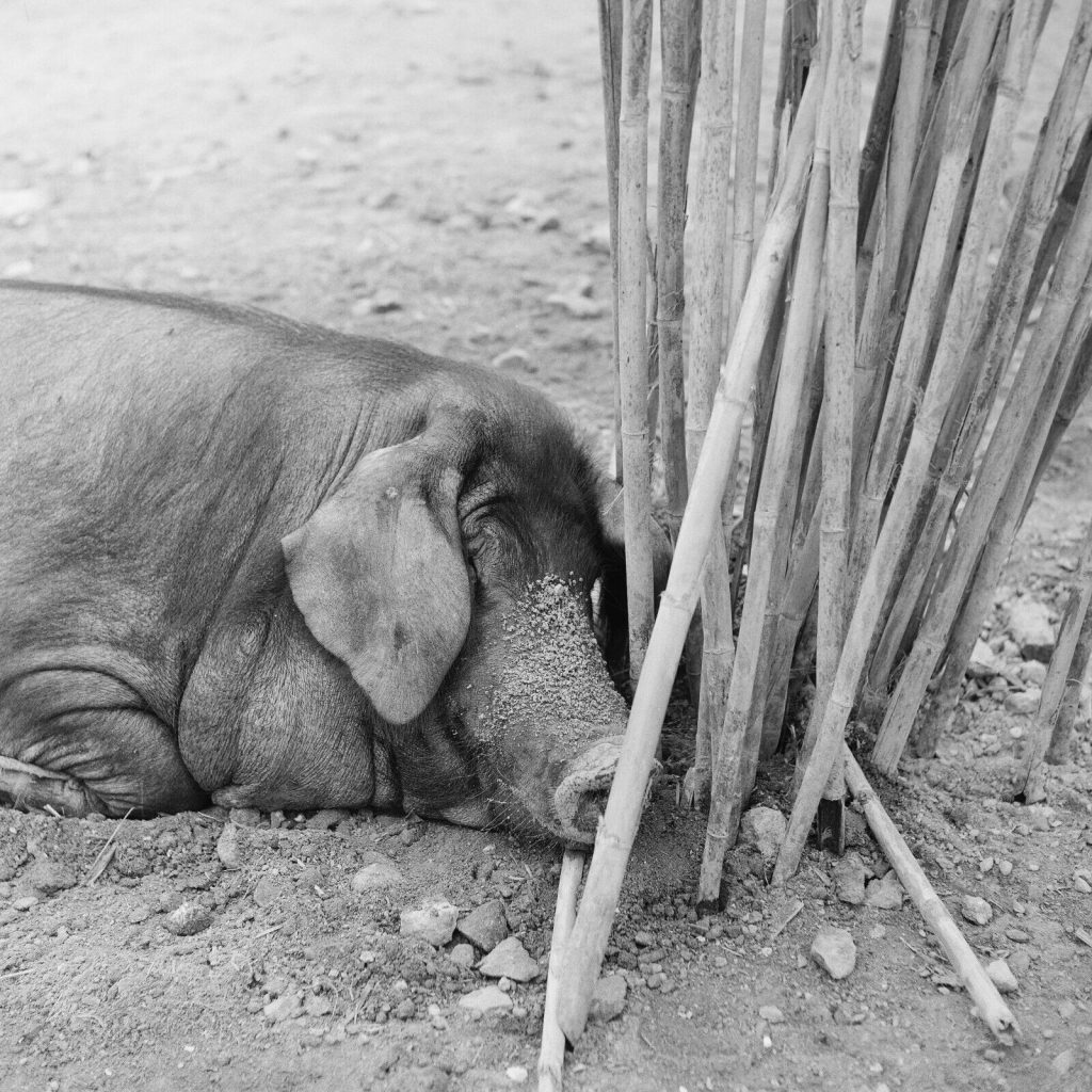 Photo papier argentique cochon 1960 format 40x40cm