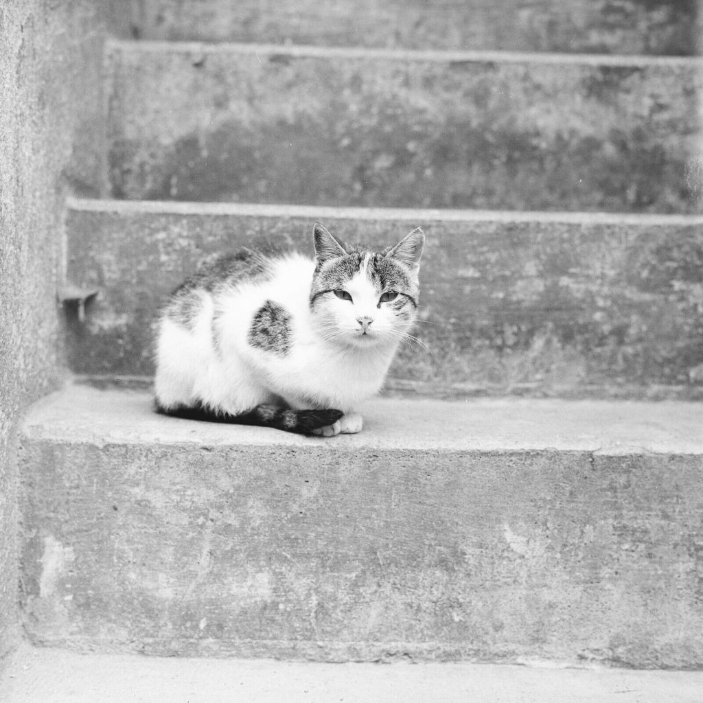 Photo papier argentique chat 1960 format 40x40cm