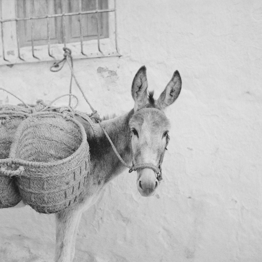 Photo papier argentique Espagne Ane 1960 format 40x40cm