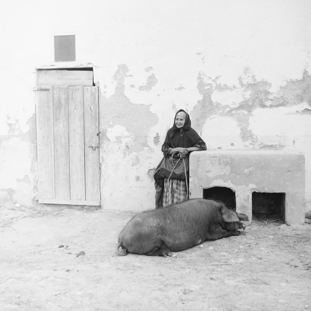 Photo papier  argentique Espagne PAYSAN cochon 1960 format 40x40cm