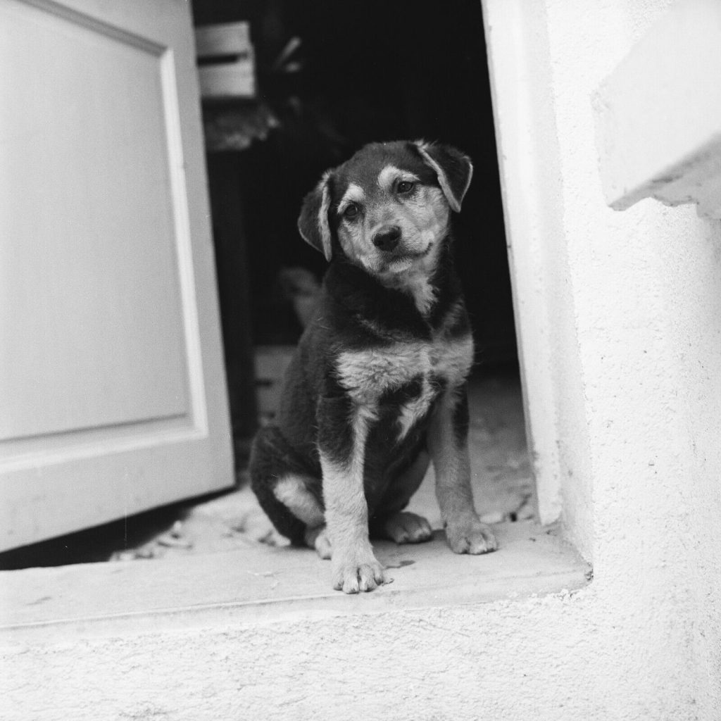 Photo papier argentique chien 1960 format 40x40cm