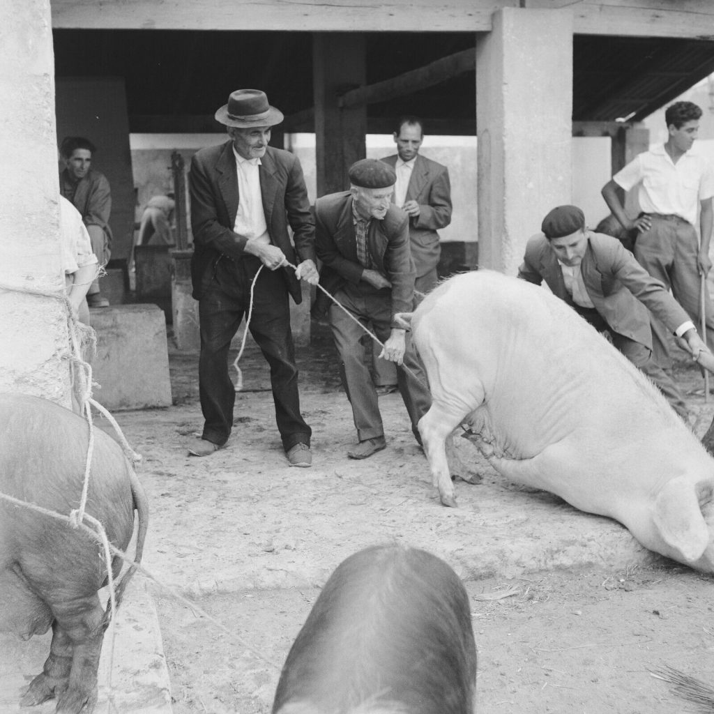 Photo papier  argentique Espagne PAYSAN cochon 1960 format 40x40cm
