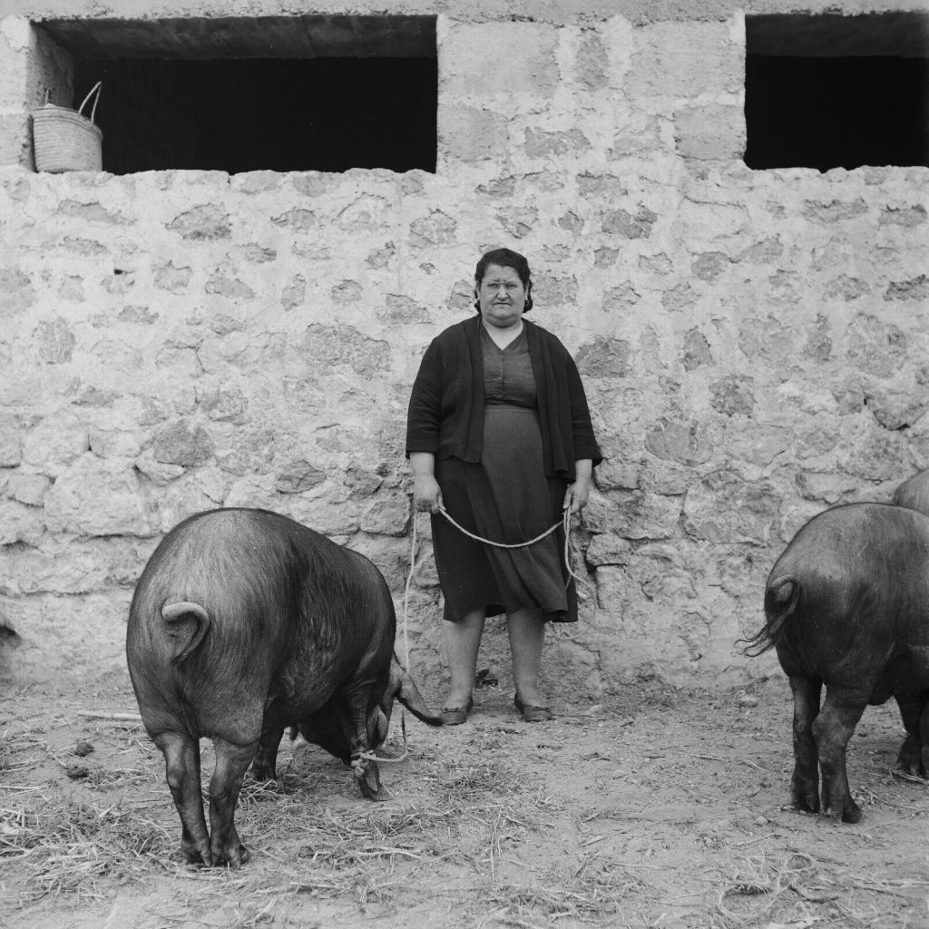 Photo papier  argentique Espagne paysanne et cochon  1960 format 40x40cm