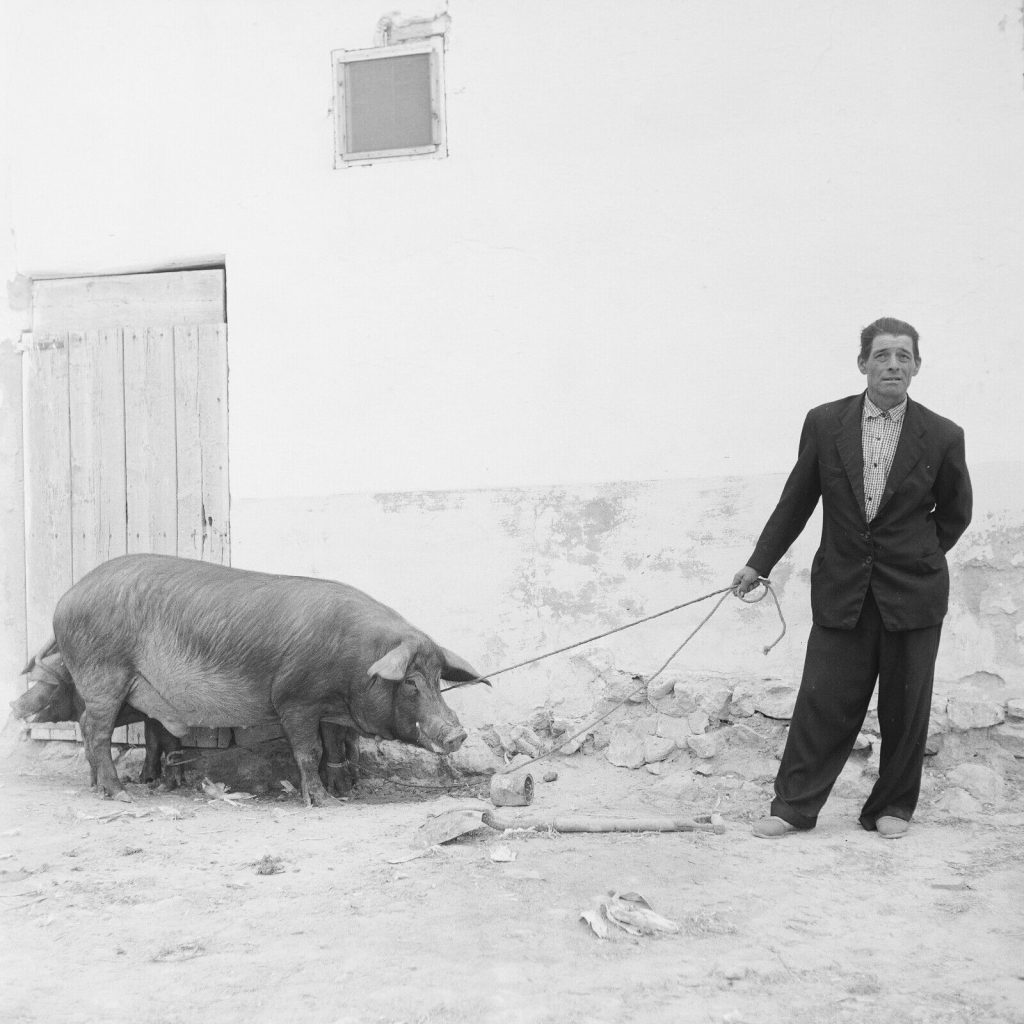 Photo papier  argentique Espagne PAYSAN cochon 1960 format 40x40cm