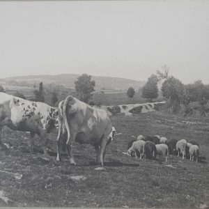 TIRAGE PHOTO Argentique	France	VACHE AGRICULTURE PAYSANT	28X39cm	1930