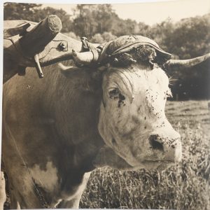 TIRAGE PHOTO	Argentique	France	agriculture vache	21X21cm	1930 R.MANSON