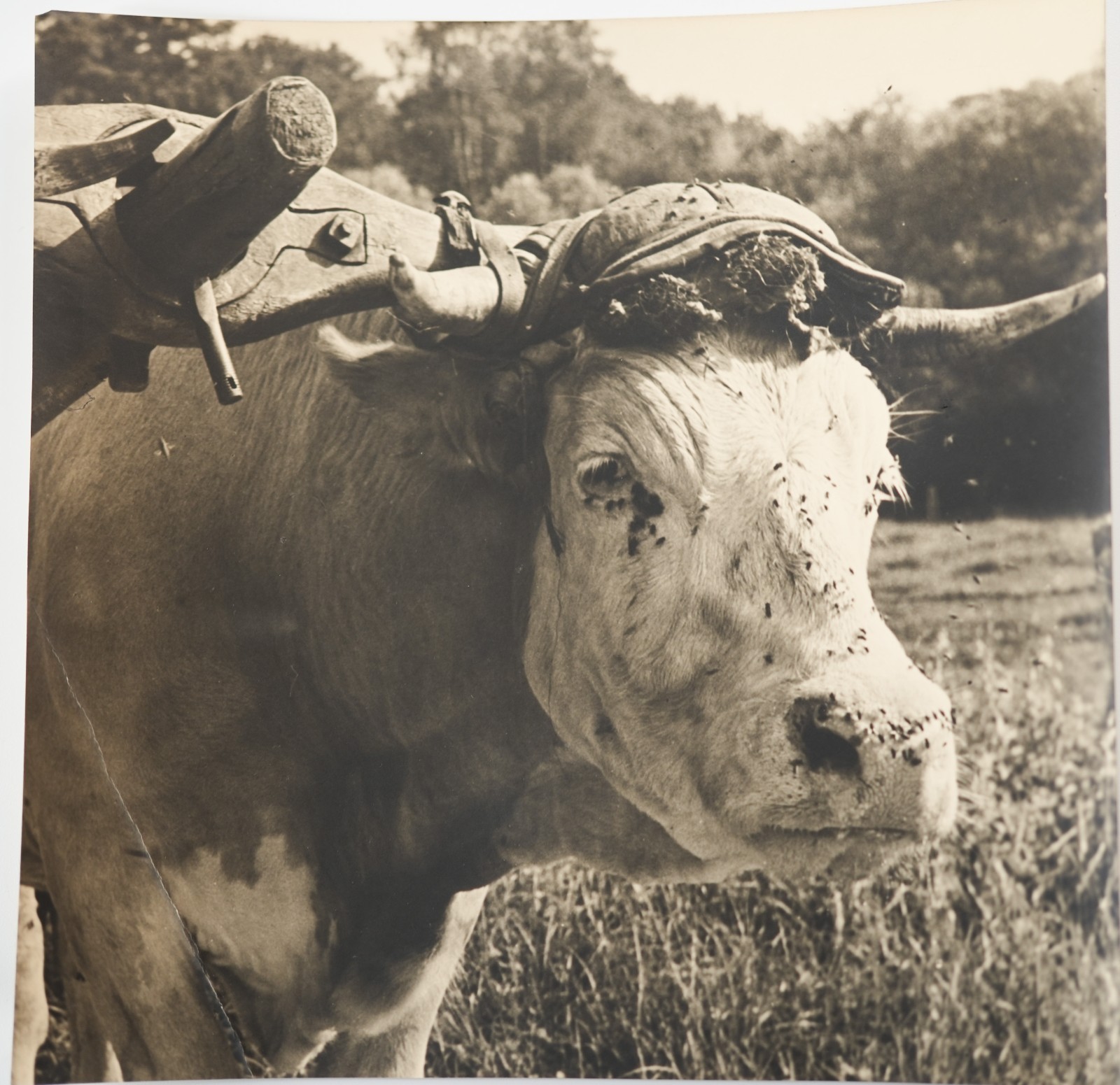 TIRAGE PHOTO Argentique France agriculture vache 21X21cm 1930 R.MANSON
