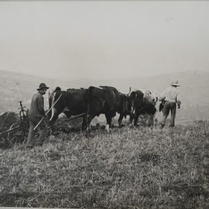 TIRAGE PHOTO Argentique	France	VACHE AGRICULTURE PAYSANT	31X41cm	1930
