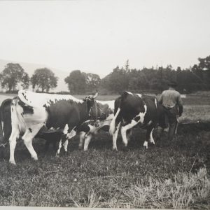 TIRAGE PHOTO Argentique	France	VACHE AGRICULTURE PAYSANT	31X41cm	1930
