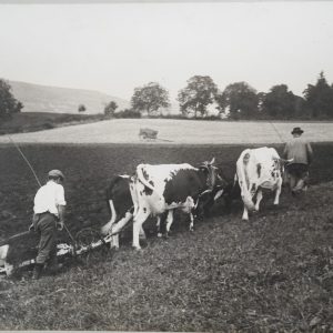TIRAGE PHOTO Argentique	France	VACHE AGRICULTURE PAYSANT	31X41cm	1930