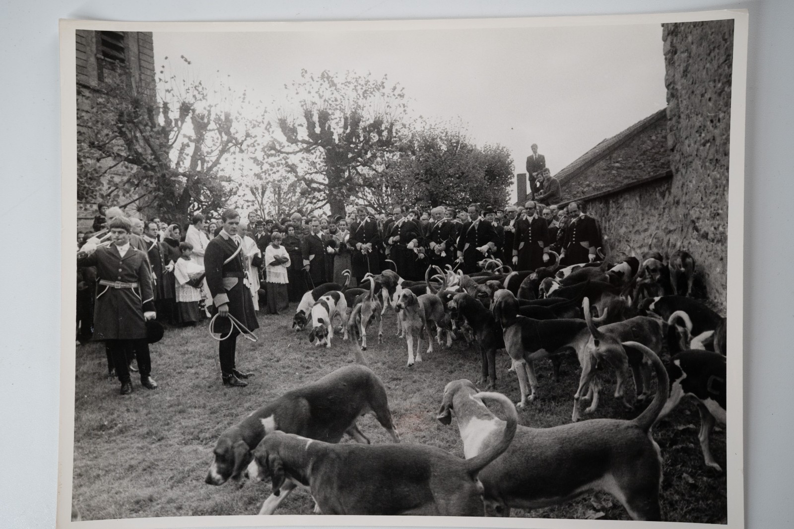 PHOTO Argentique chasse à courre vénerie cheval CHIEN 18X24cm 1970