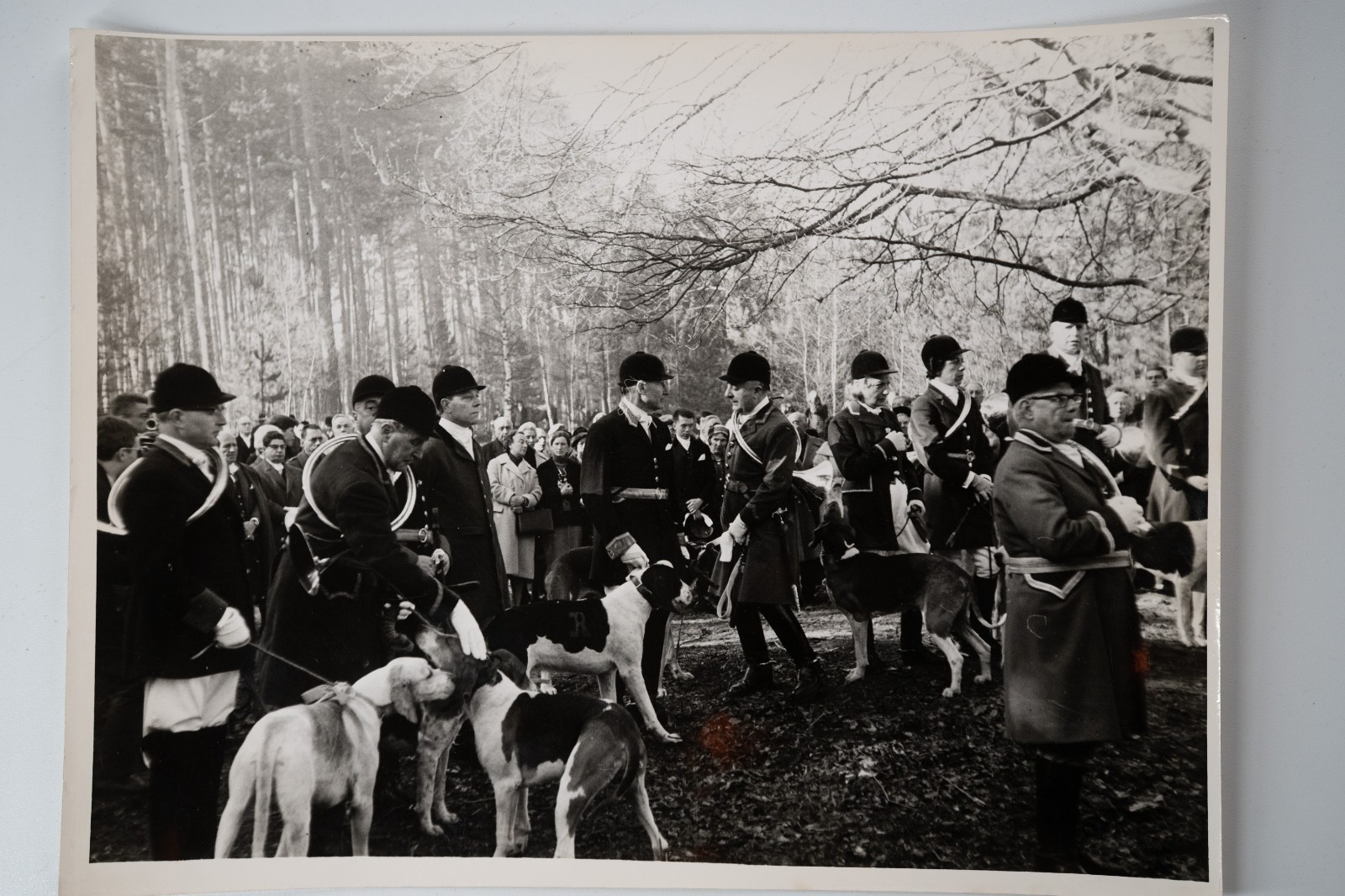 PHOTO Argentique chasse à courre vénerie cheval CHIEN 18X24cm 1970