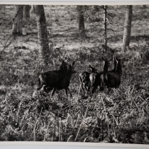 PHOTO Argentique chasse à courre vénerie cheval CERF 18X24cm 1970