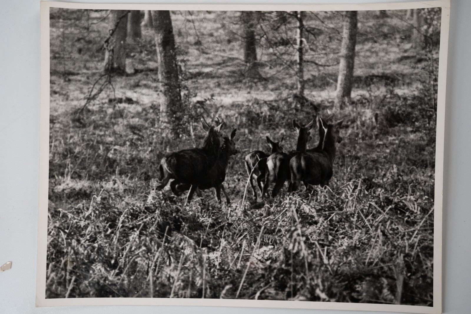 PHOTO Argentique chasse à courre vénerie cheval CERF 18X24cm 1970