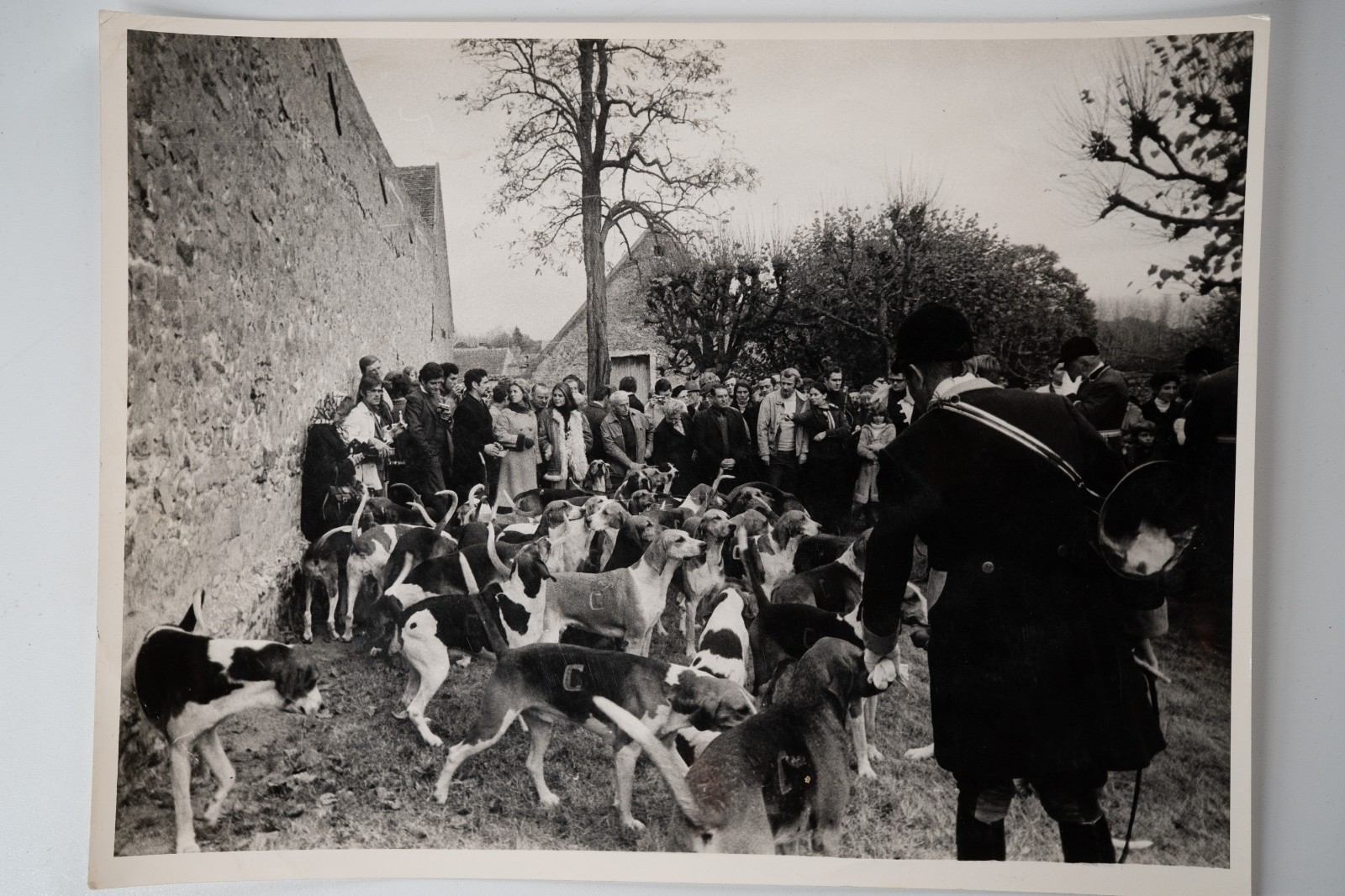 PHOTO Argentique chasse à courre vénerie cheval CHIEN 18X24cm 1970