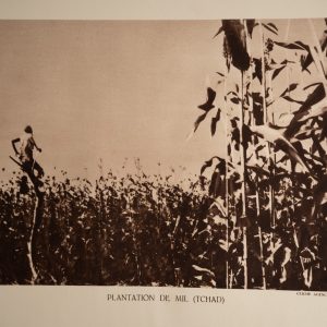 photo Heliogravure 1930 Paysage Afrique Equatoriale TCHAD PHOTO 16X25cm