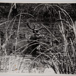 PHOTO Argentique chasse à courre vénerie cheval CERF 18X24cm 1970