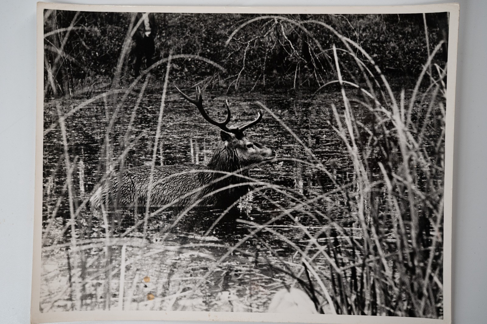 PHOTO Argentique chasse à courre vénerie cheval CERF 18X24cm 1970
