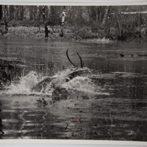 PHOTO Argentique chasse à courre vénerie cheval CERF 18X24cm 1970
