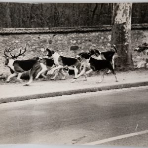 PHOTO Argentique chasse à courre vénerie cheval CHIEN 18X24cm 1970