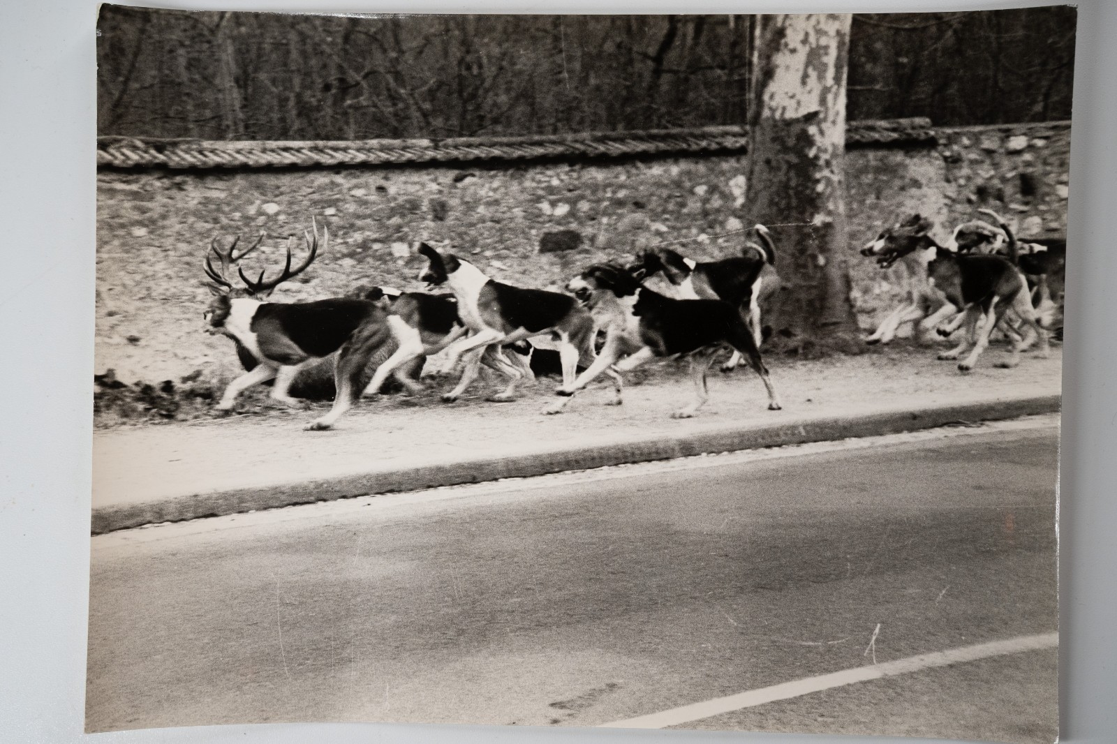PHOTO Argentique chasse à courre vénerie cheval CHIEN 18X24cm 1970
