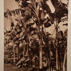 photo Heliogravure 1930 Paysage Afrique Equatoriale BANANIER PHOTO 16X25cm