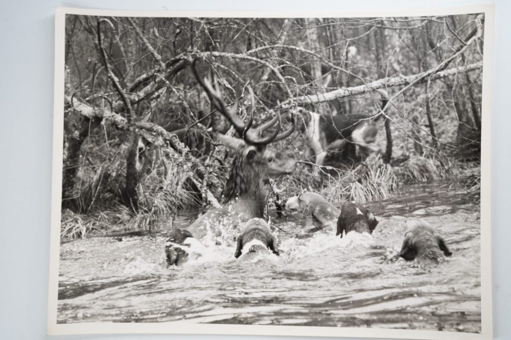 PHOTO Argentique France chasse à courre vénerie cheval 18X24cm 1960