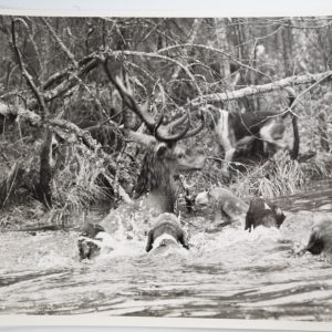 PHOTO Argentique	France	chasse à courre vénerie cheval	18X24cm	1960