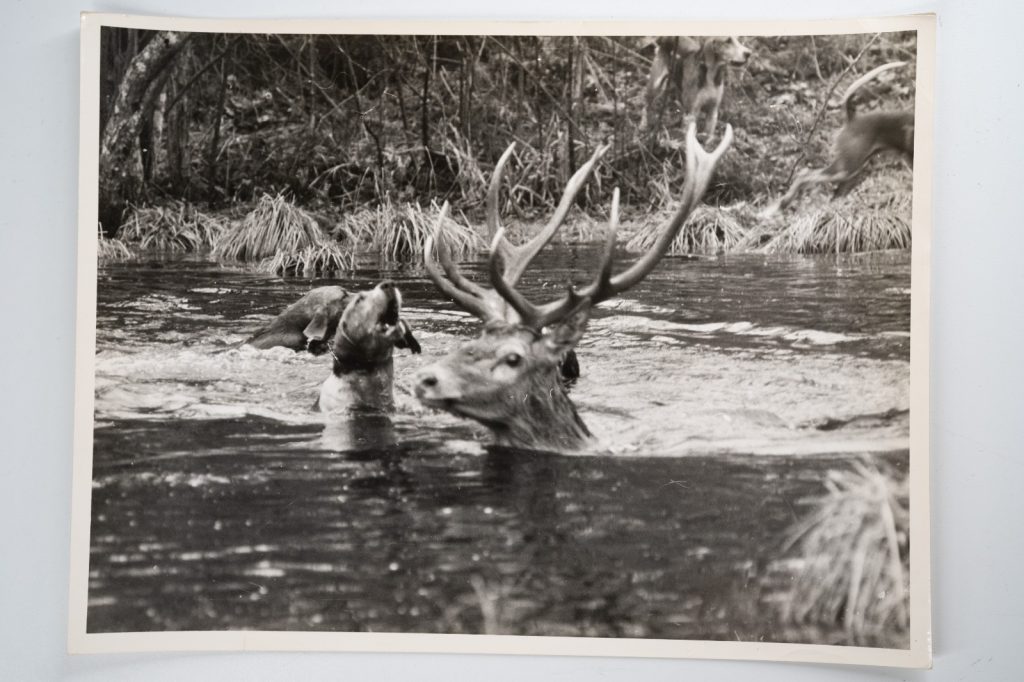 PHOTO Argentique France chasse à courre vénerie cheval 18X24cm 1960