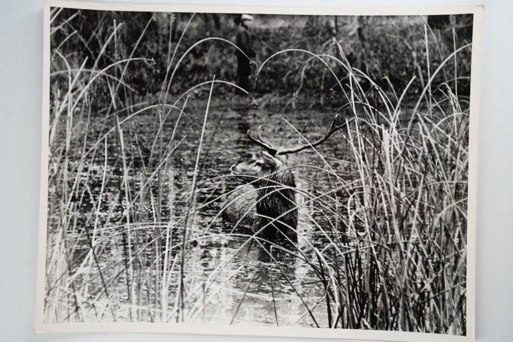 PHOTO Argentique France chasse à courre vénerie cheval 18X24cm 1960