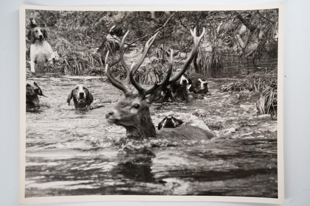 PHOTO Argentique France chasse à courre vénerie cheval 18X24cm 1960