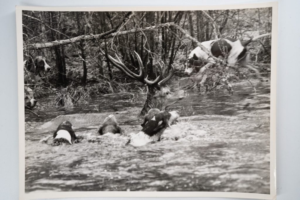 PHOTO Argentique France chasse à courre vénerie cheval 18X24cm 1960