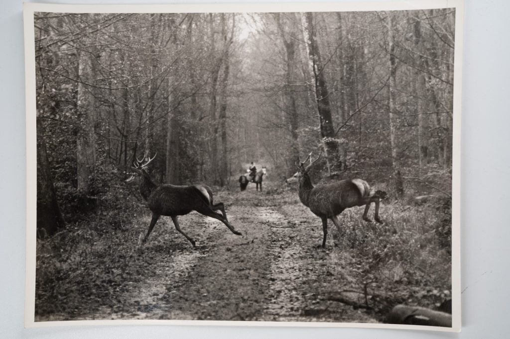 PHOTO Argentique France chasse à courre vénerie cheval 18X24cm 1960