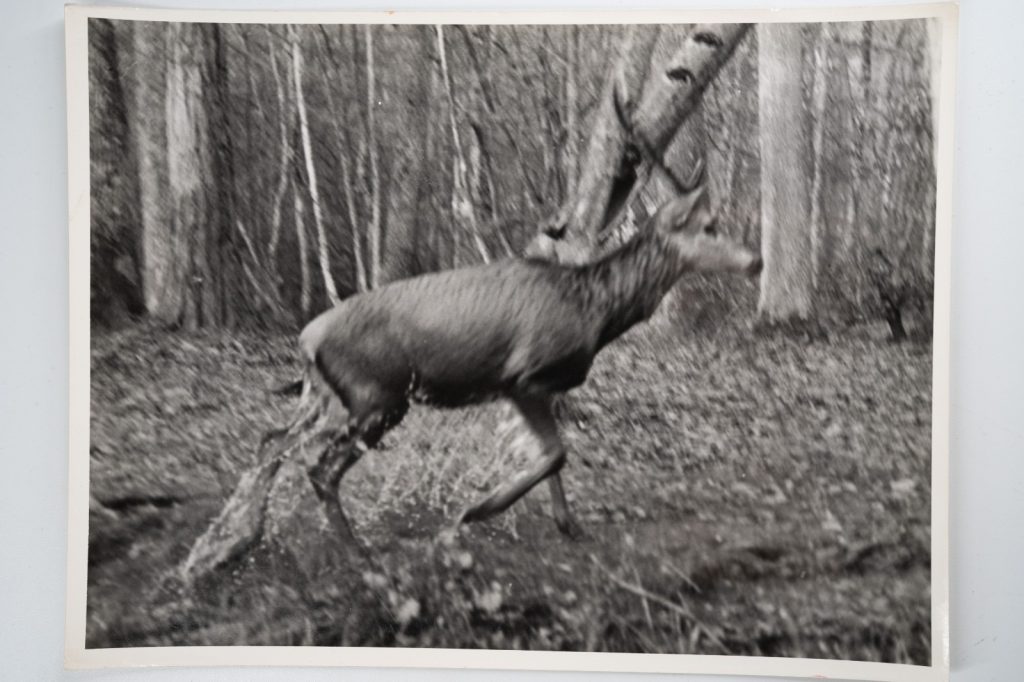 PHOTO Argentique France chasse à courre vénerie cheval 18X24cm 1960