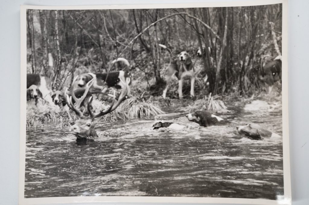 PHOTO Argentique France chasse à courre vénerie cheval 18X24cm 1960