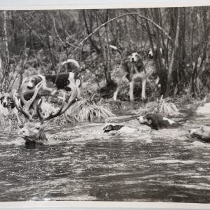 PHOTO Argentique	France	chasse à courre vénerie cheval	18X24cm	1960