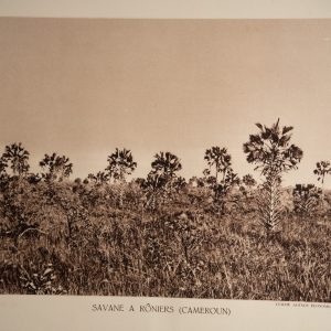 photo Heliogravure 1930 Paysage Afrique Equatoriale CAMEROUN PHOTO 16X25cm
