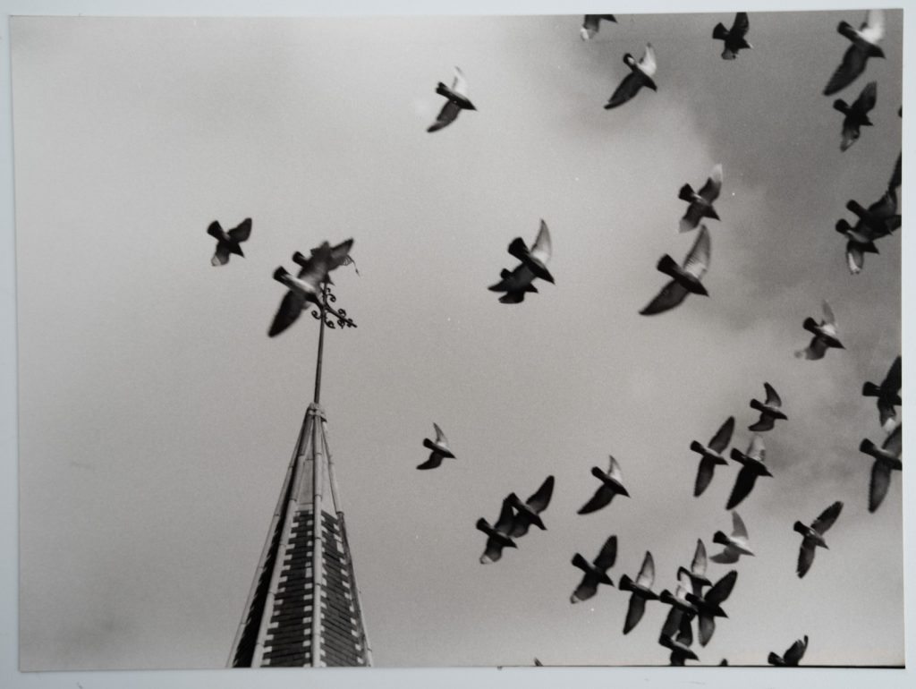 TIRAGE PHOTO Argentique, RC France Paysage scene oiseau 18X24cm 1960