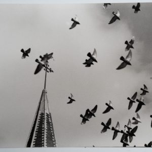 TIRAGE PHOTO  Argentique, RC	France	Paysage scene oiseau	18X24cm	1960