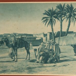 photo Heliogravure	Tunisie	Chamelier village chameau 25X37cm	1920