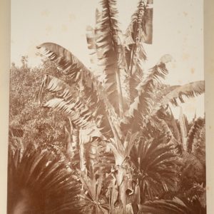 TIRAGE PHOTO Albumine	Algérie	Jardin d'essai Alger	17X23cm	1880