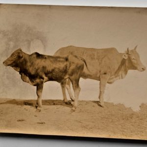 TIRAGE PHOTO Albumine		Taureau	11X15cm	1880