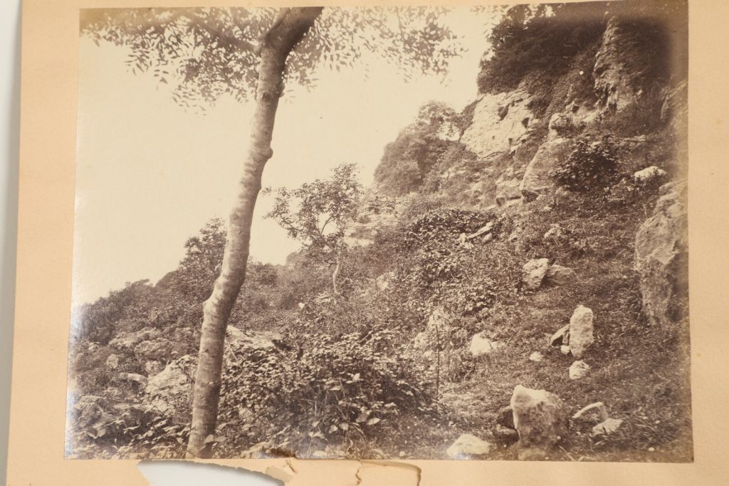 photo albumine  FORET, sur l'île de Wight format 15X20CM