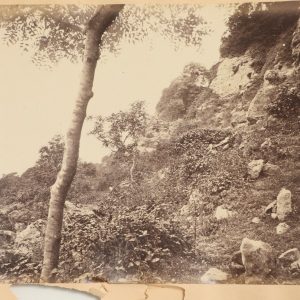 photo albumine  FORET, sur l'île de Wight format 15X20CM