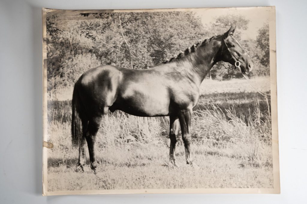 PHOTO Argentique France Cheval de concours 24X29cm 1970