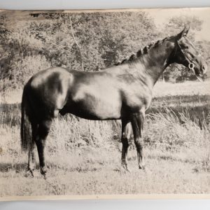 PHOTO Argentique	France	Cheval de concours	24X29cm	1970