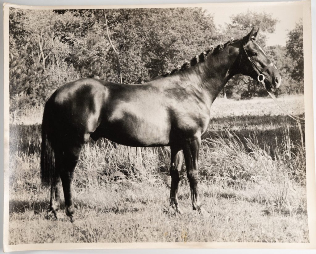 PHOTO Argentique France Cheval de concours 24X29cm 1970